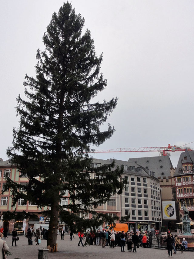 Frankfurter Weihnachtsbaum 2014