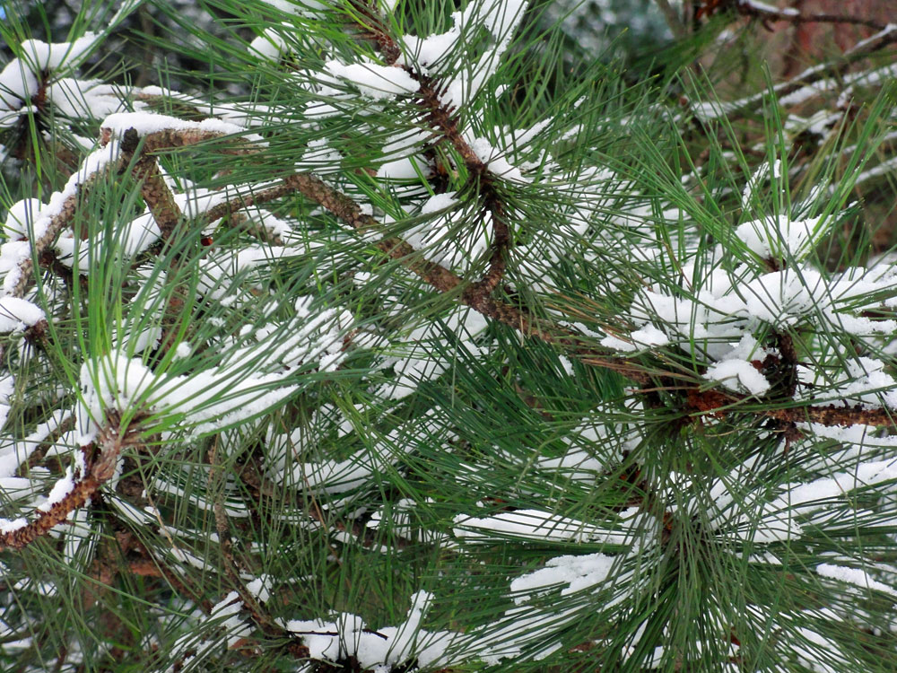 Schnee in Frankfurt 2016 - Günthersburgpark