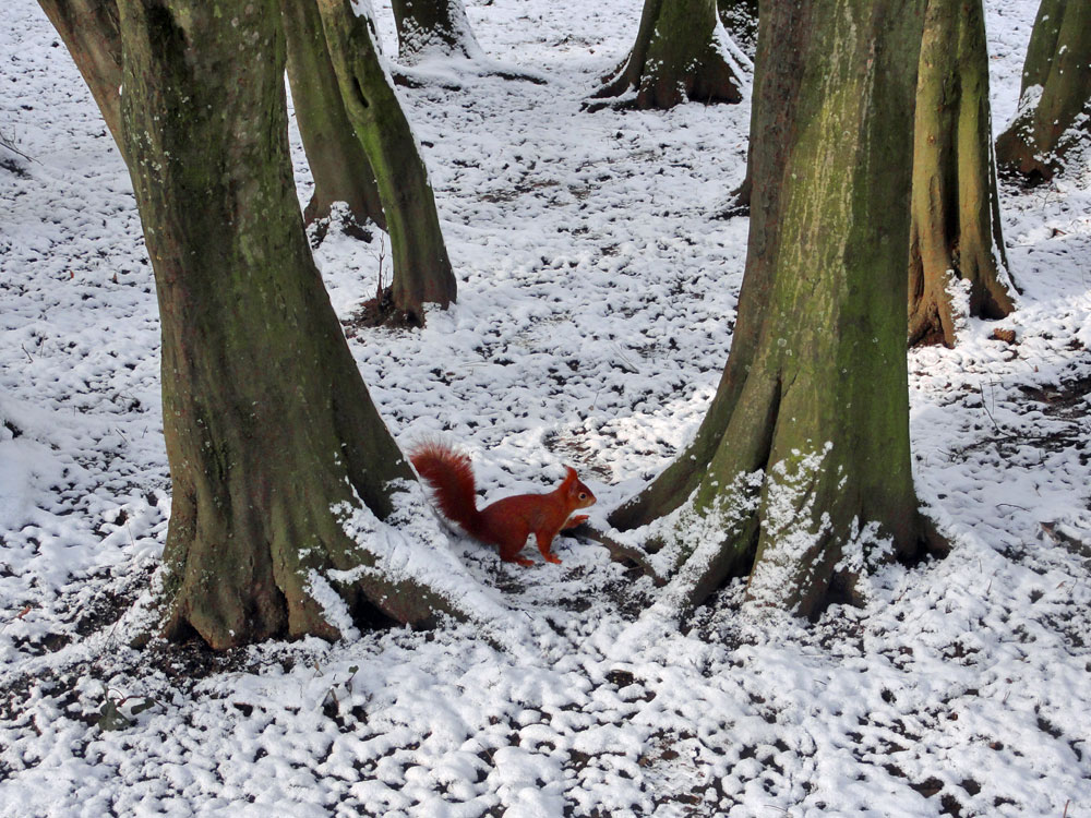 Schnee in Frankfurt 2016 - Günthersburgpark