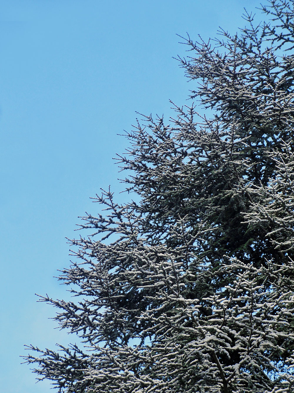 Schnee in Frankfurt 2016 - Günthersburgpark