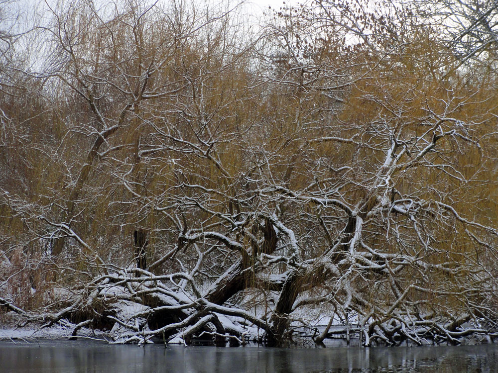 Schnee in Frankfurt 2016 - Ostpark