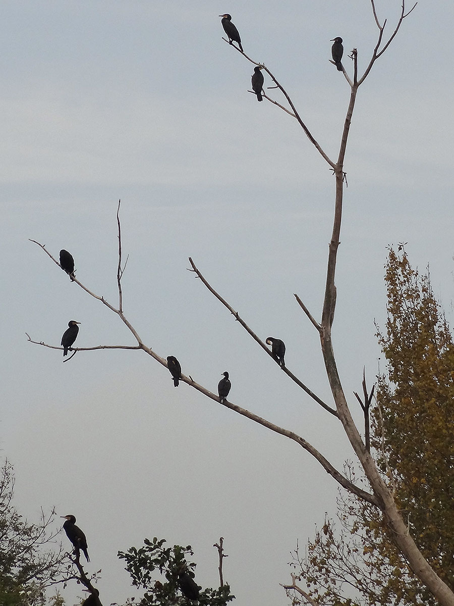 frankfurt-ostpark-herbst-fotos-04