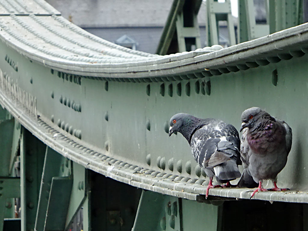 Tauben am Eisernen Steg