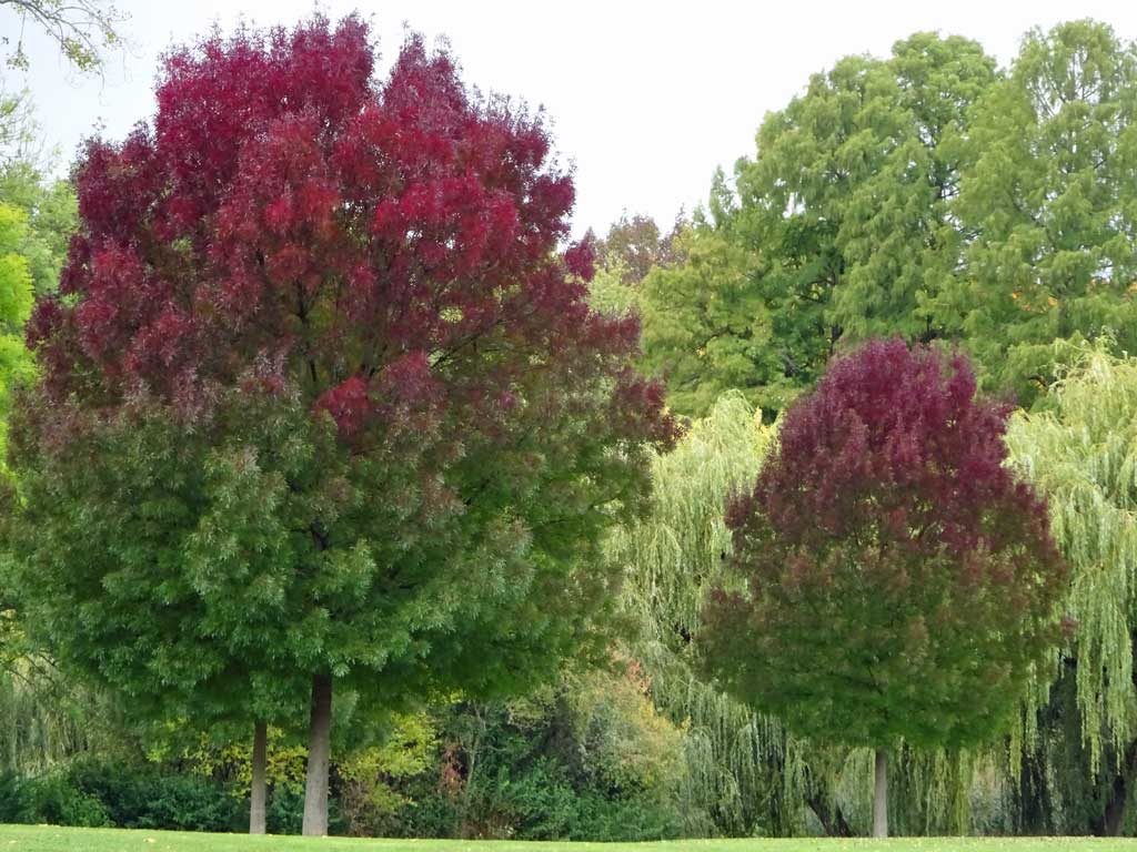 Bäume im Ostpark, Frankfurt am Main