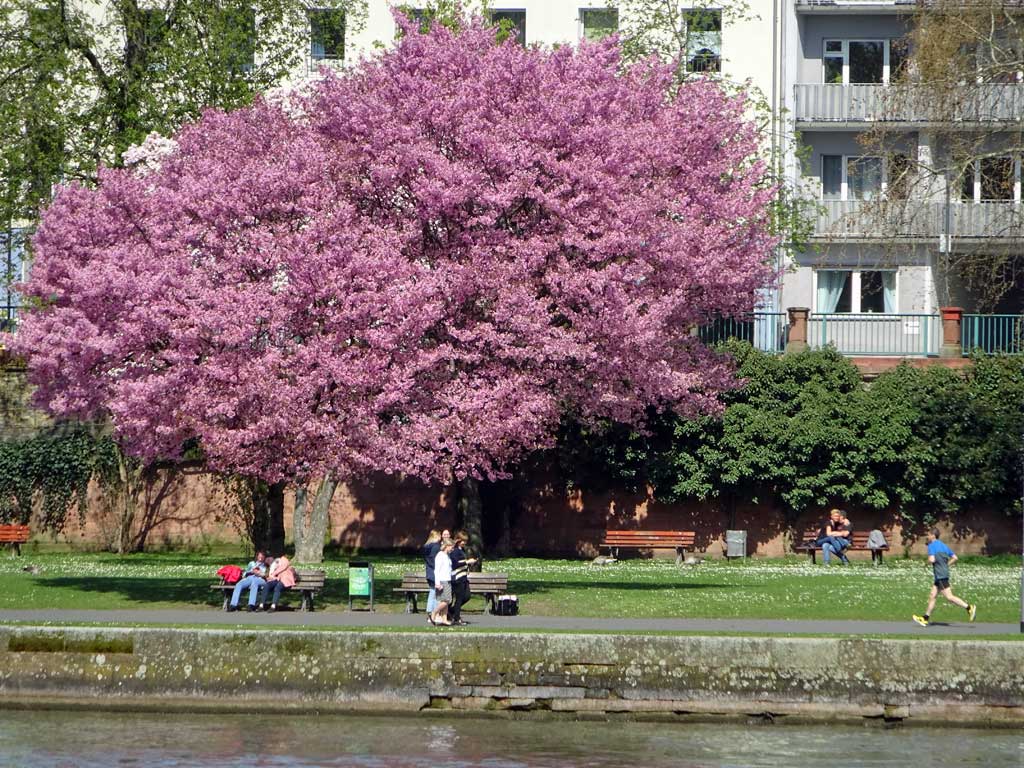 Fr hlingsfarben Am Mainufer