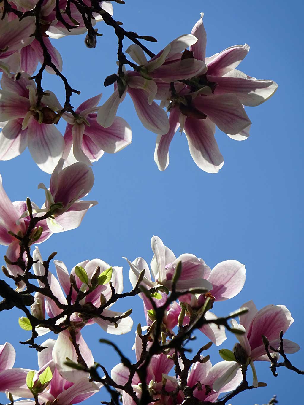 Fr hlingsfarben Am Mainufer