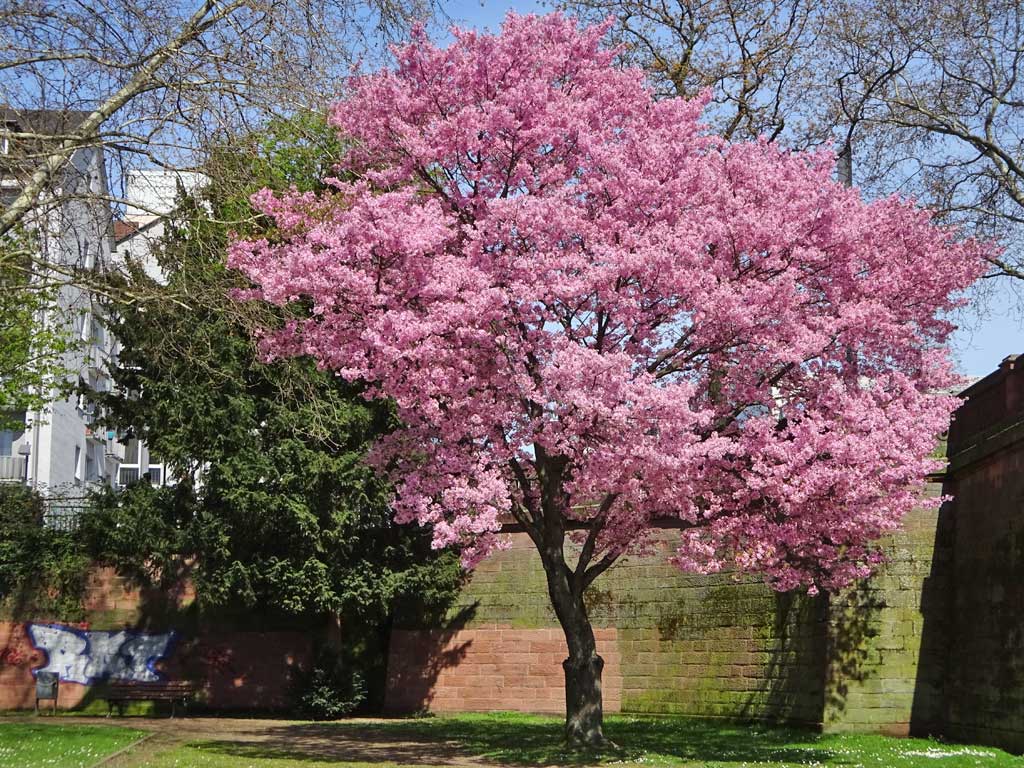 Fr hlingsfarben Am Mainufer