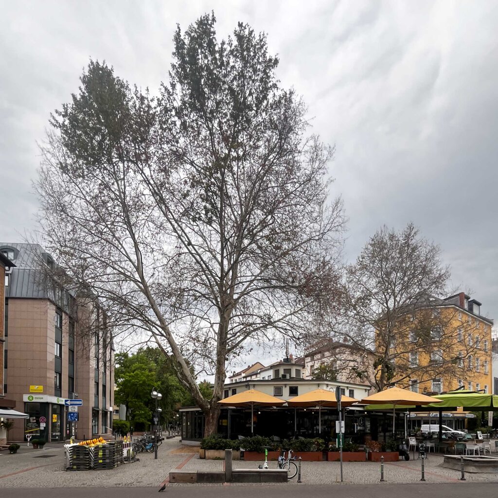 Bäume am Merianplatz in Frankfurt kurz bevor sie gefällt wurden