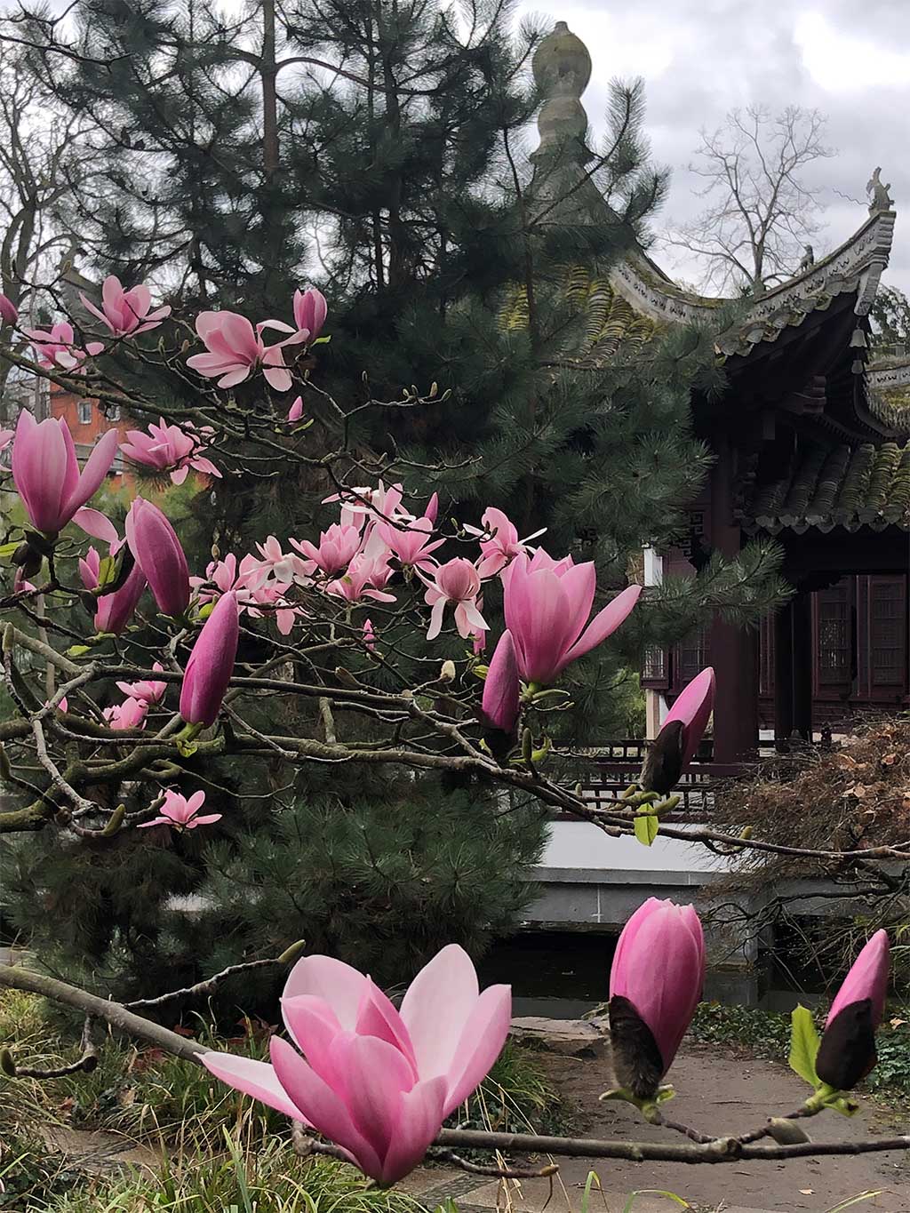 Frühling im Chinesischen Garten in Frankfurt