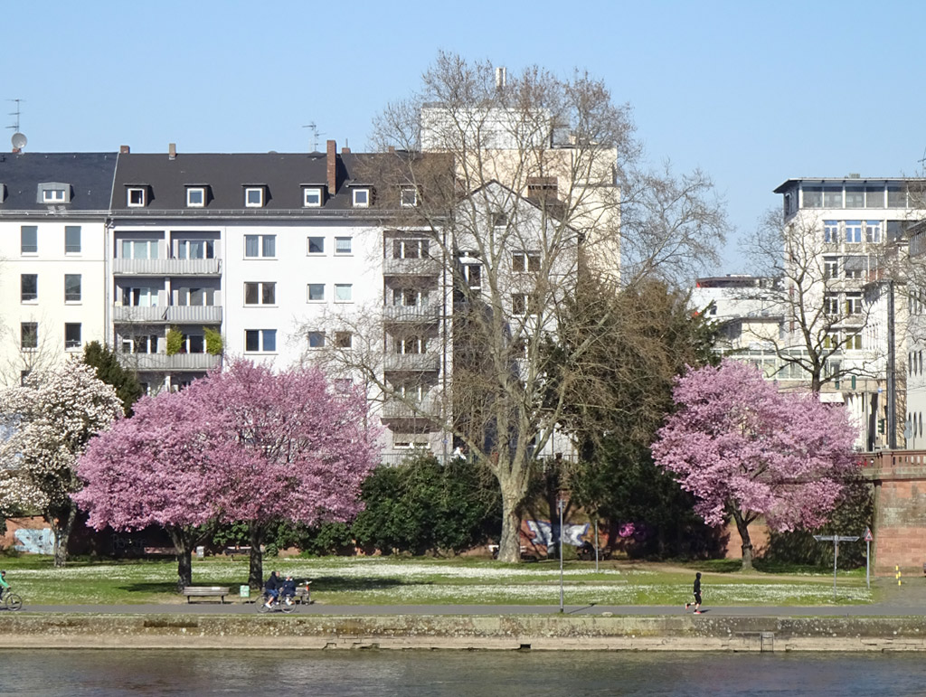 Frühlingsblüten in Frankfurt am Main