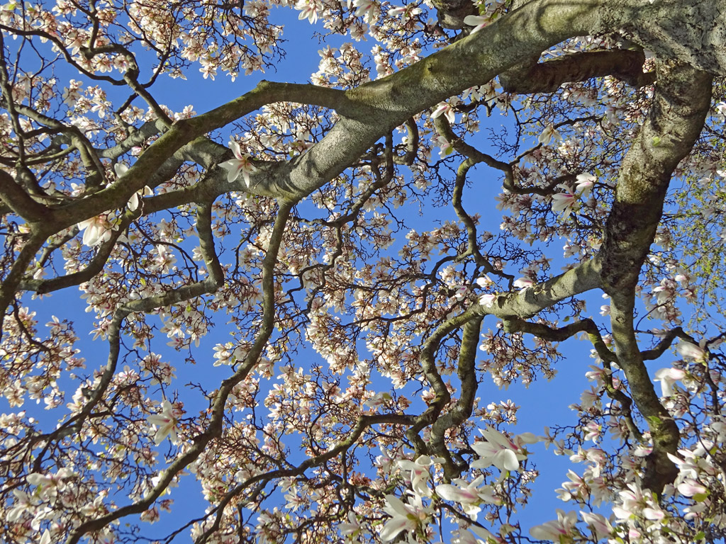 Frühlingsblüten in Frankfurt am Main