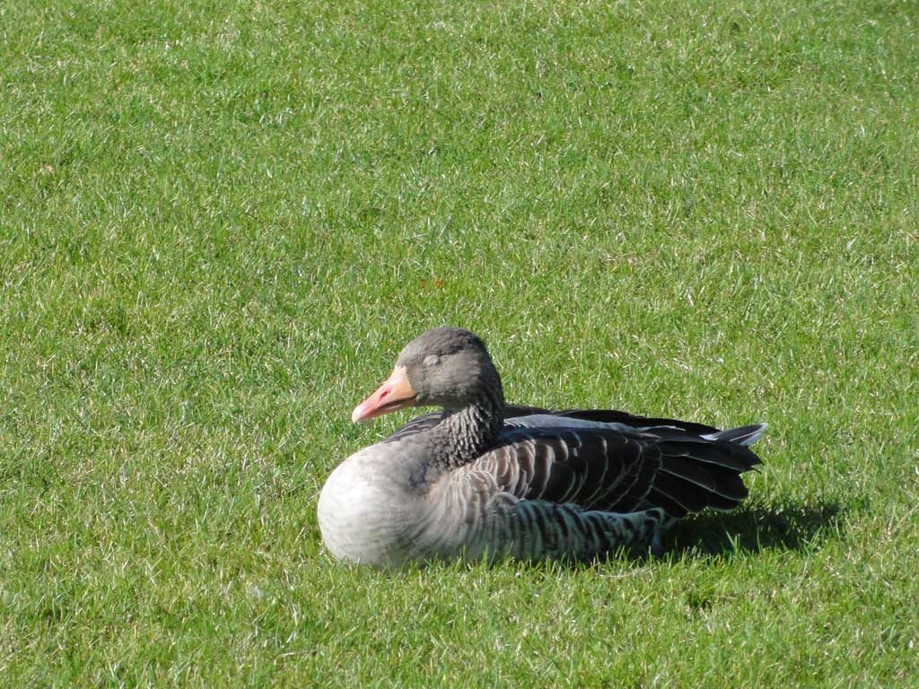 Gans auf der Ostparkwiese