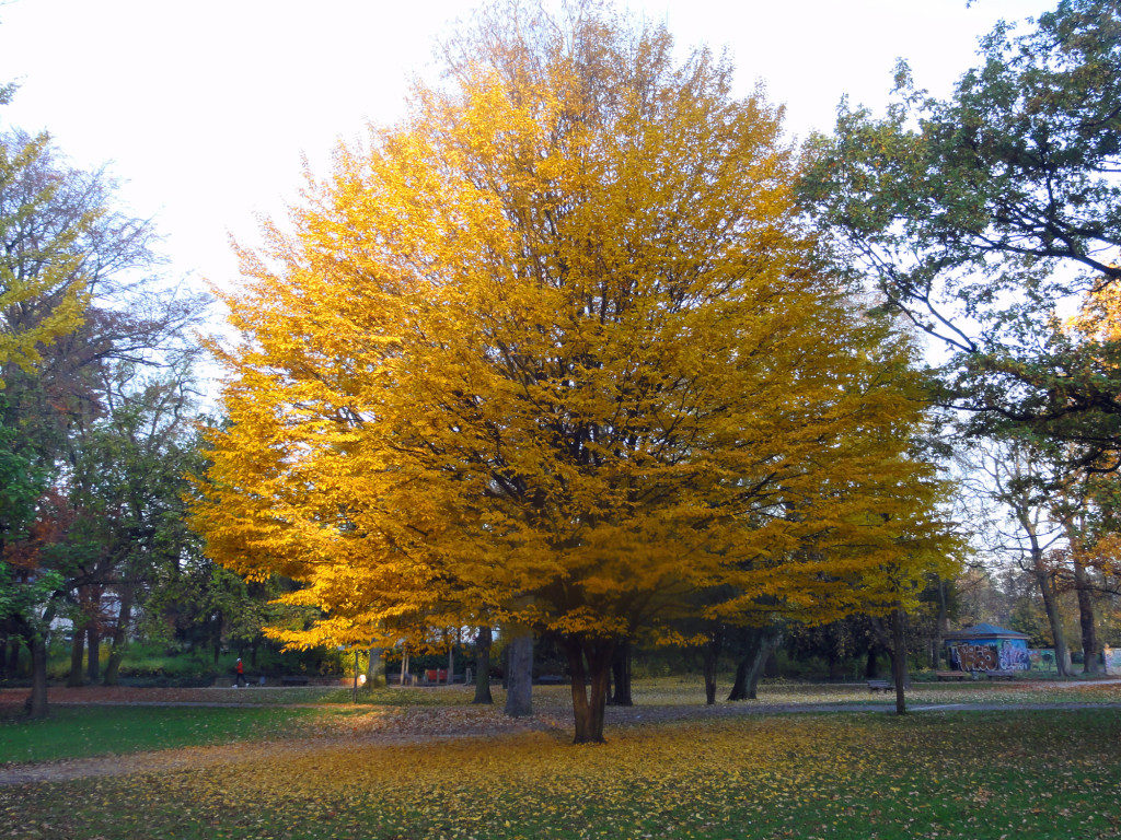 Fotos vom Herbst in Frankfurt