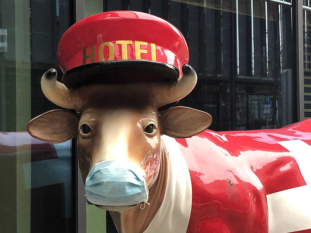 Kuhskulptur mit Mund-Nasen-Schutz am Hotel Mövenpick in Frankfurt