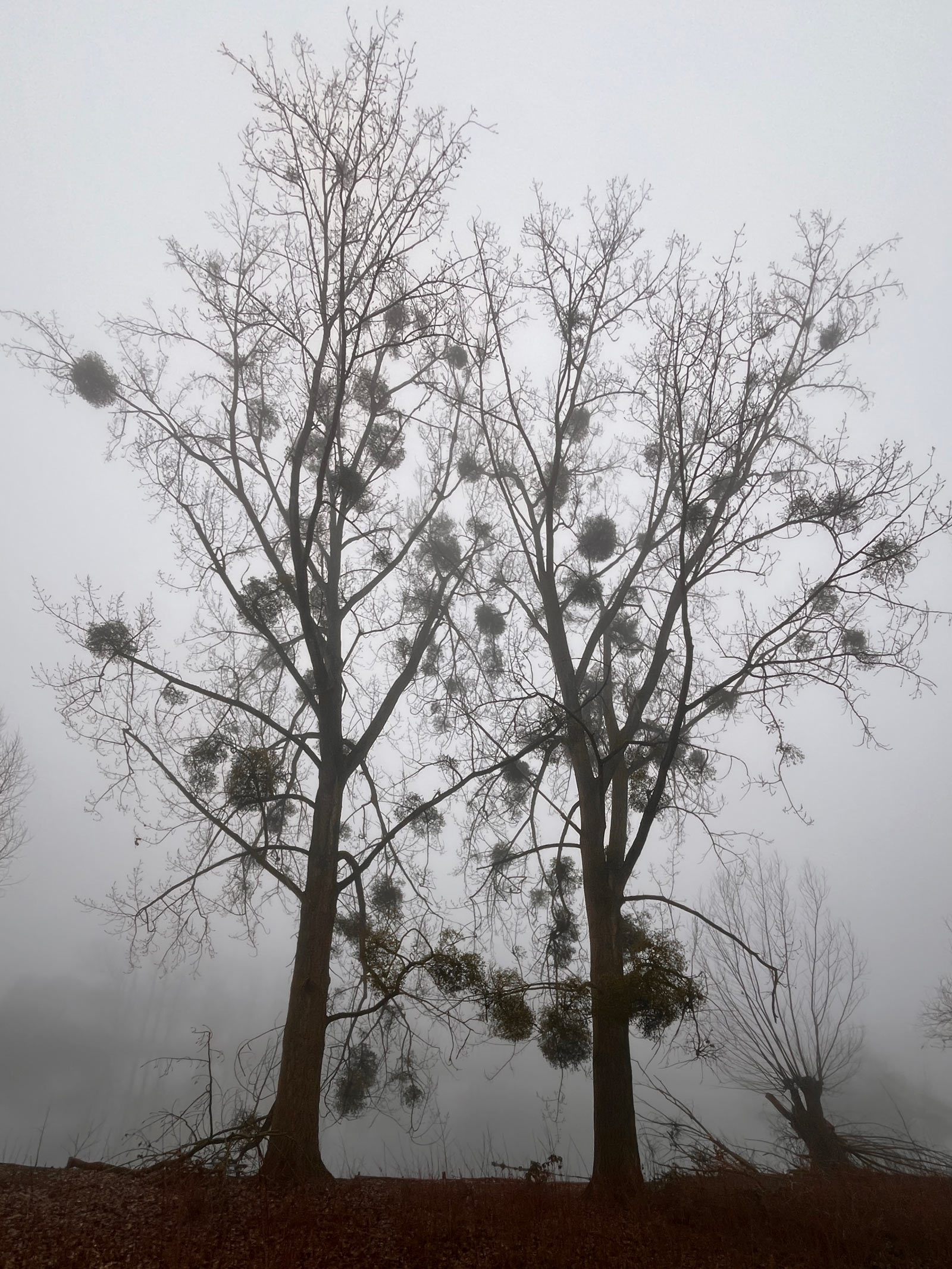 Frankfurt am Main – Nebel im Ostpark