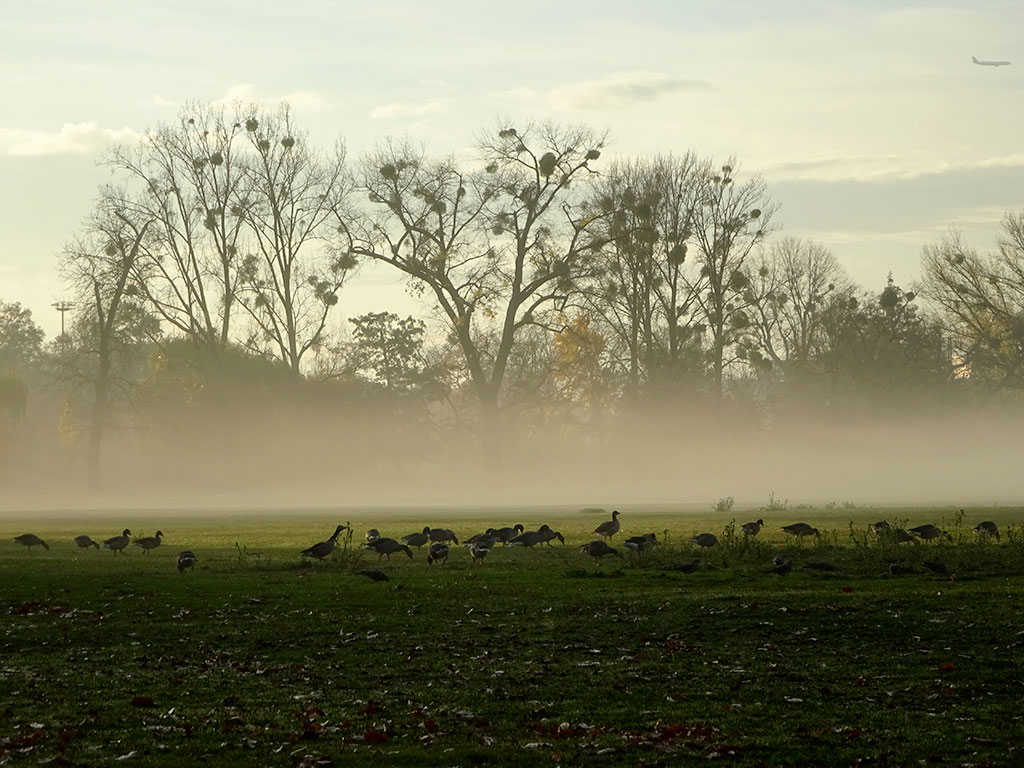 Nebelschwaden im Ostpark in Frankfurt