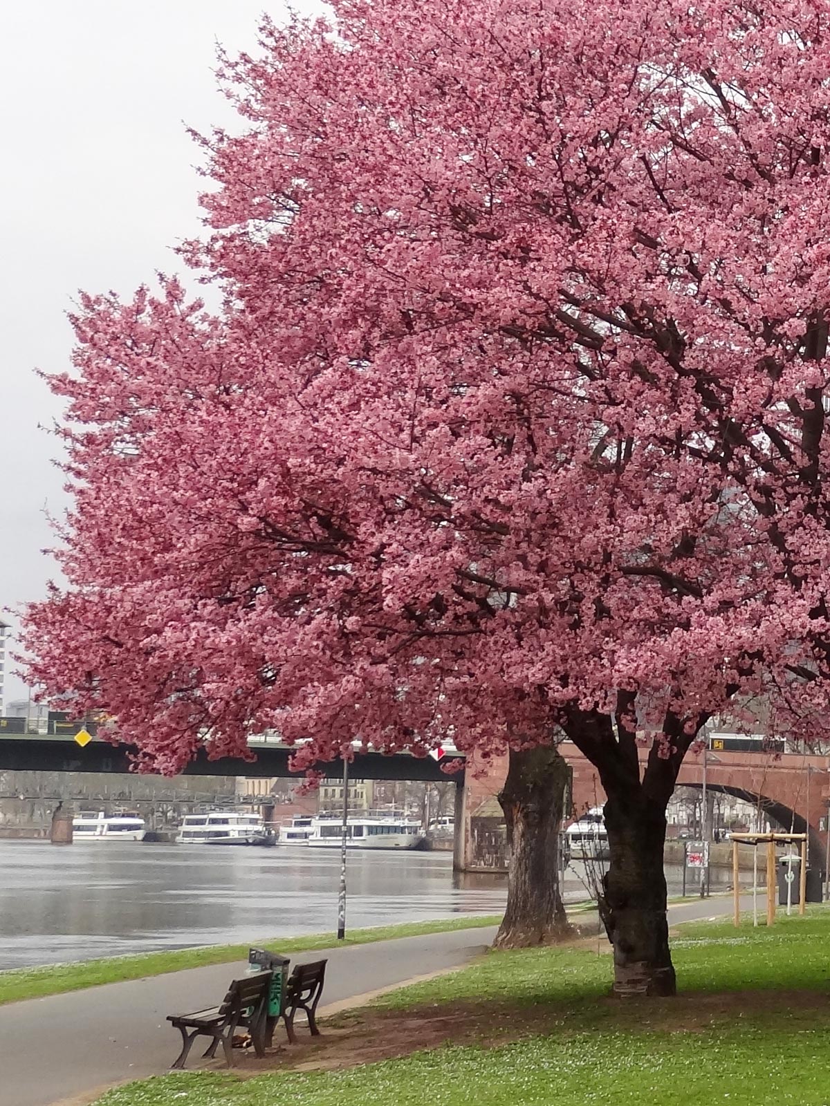 Kirschblütenbaum-am-Frankfurter Mainufer unweit der Flößerbrücke