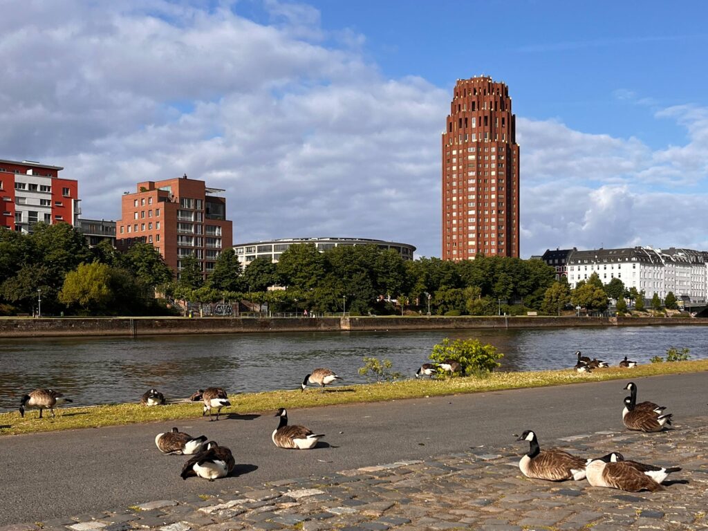 Stadtbilder Frankfurt – Mainufer mit Gänsen und Main Plaza