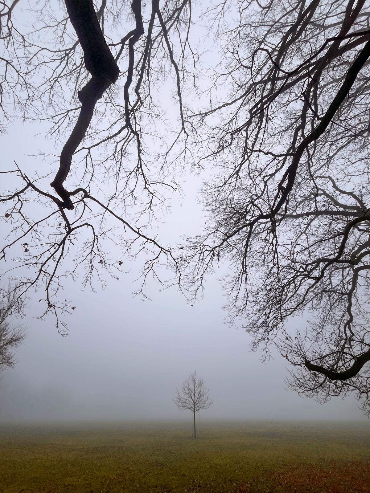 Stadtbilder Frankfurt – Nebel im Ostpark