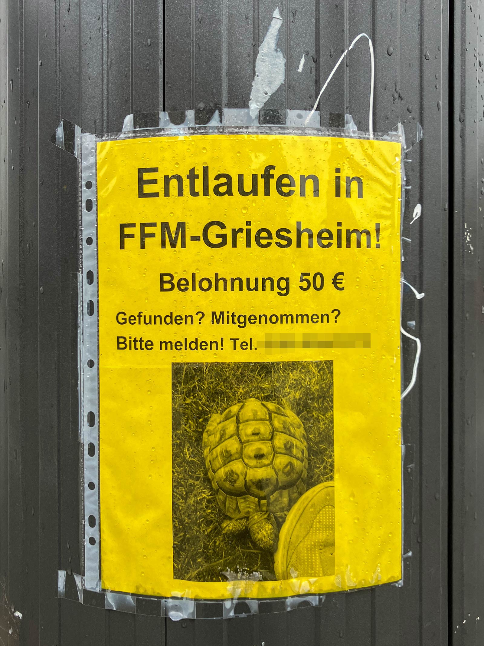 Suchzettel im öffentlichen Raum Frankfurts: Schildkröte entlaufen