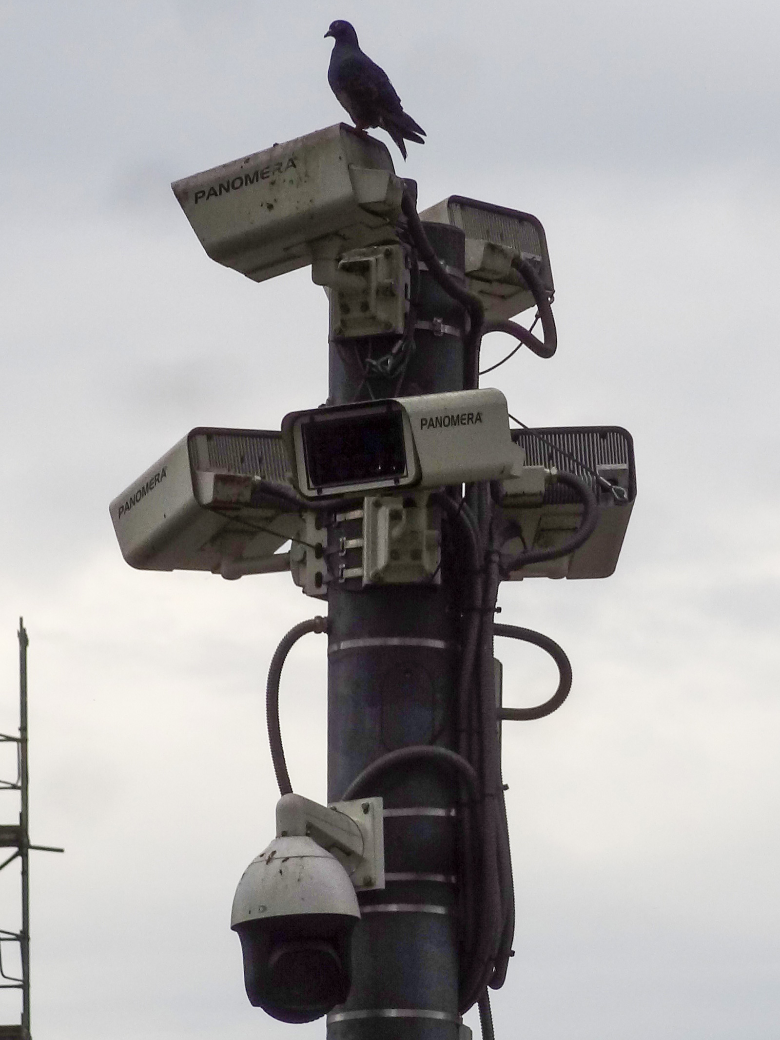 Taube sitzt auf Überwachungskameras an der Kontablerwache