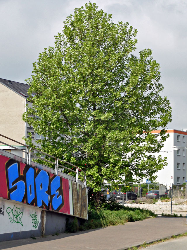 Urban Art in Frankfurt Rödelheim