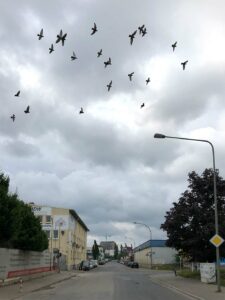Vögel fliegen über das Industriegebiet im Osthafen