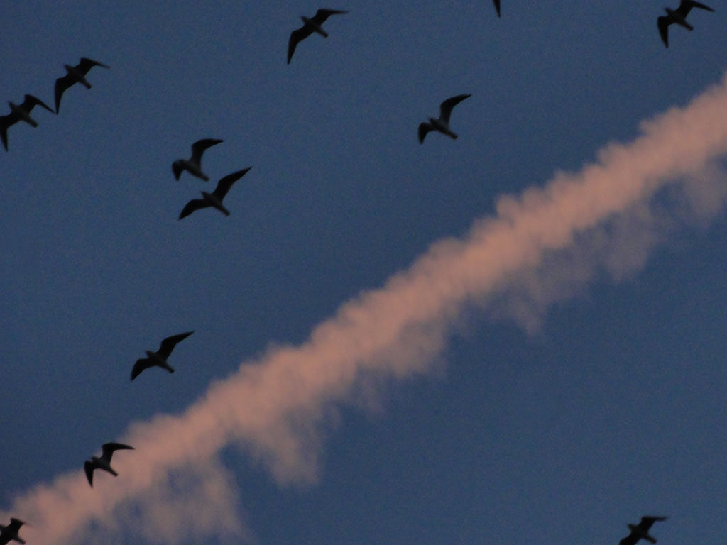 Vögel und Kondensstreifen am Himmel